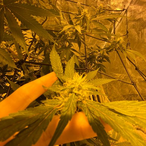 Unknown Strain growlog timeline photo