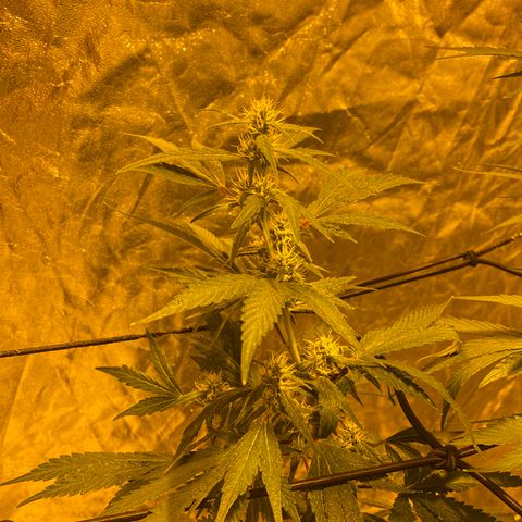 Unknown Strain growlog timeline photo