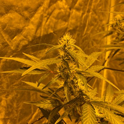 Unknown Strain growlog timeline photo