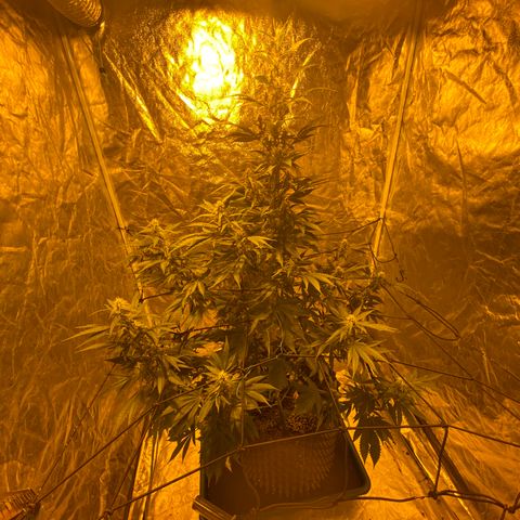 Unknown Strain growlog timeline photo