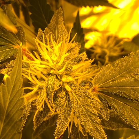 Unknown Strain growlog timeline photo