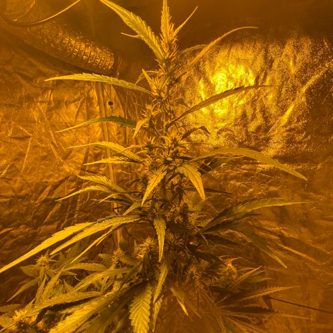 Unknown Strain growlog timeline photo