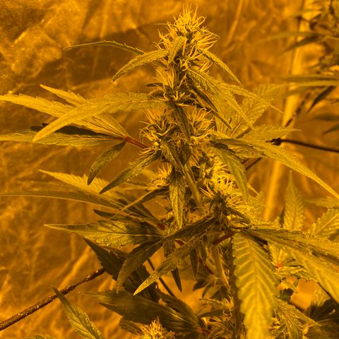Unknown Strain growlog timeline photo