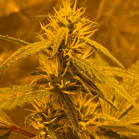 Unknown Strain growlog timeline photo