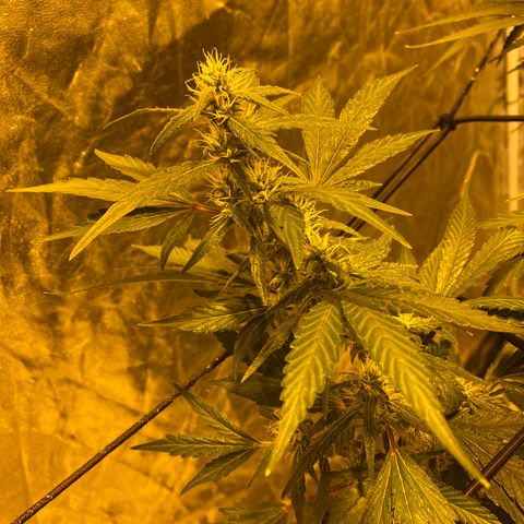 Unknown Strain growlog timeline photo