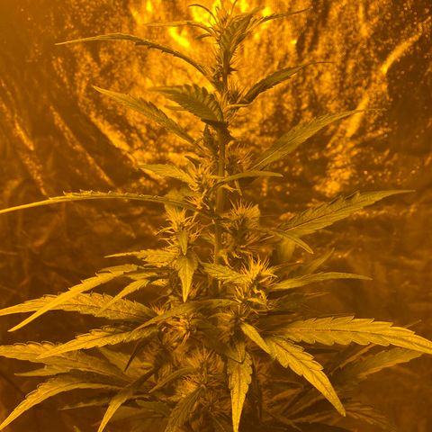 Unknown Strain growlog timeline photo