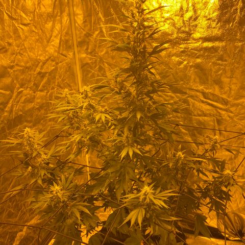 Unknown Strain growlog timeline photo