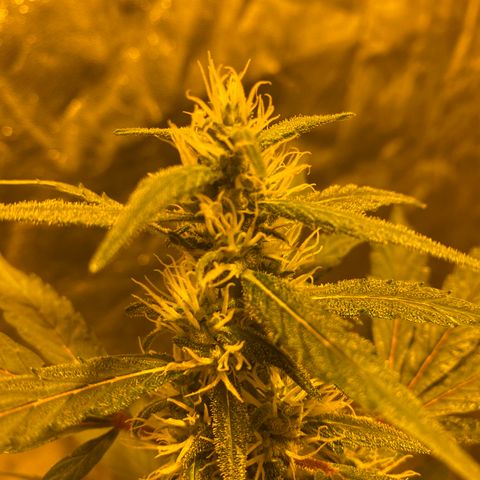 Unknown Strain growlog timeline photo