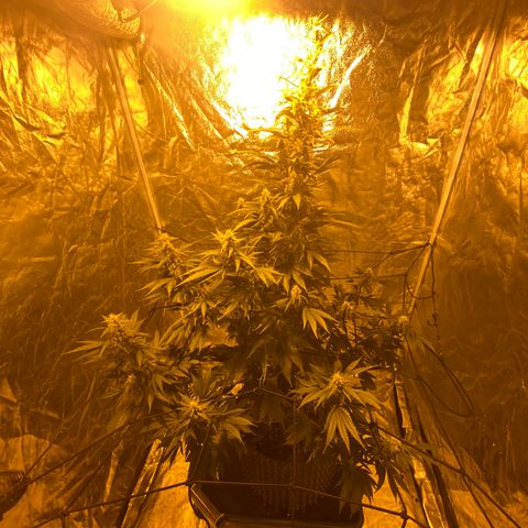 Unknown Strain growlog timeline photo