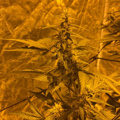 Unknown Strain growlog timeline photo