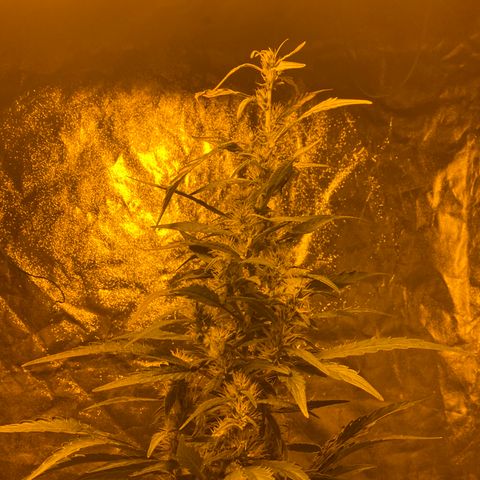 Unknown Strain growlog timeline photo