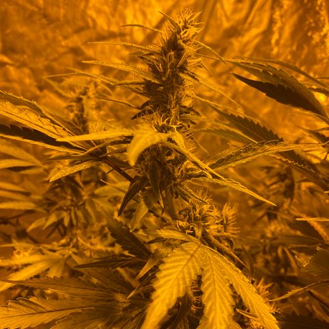 Unknown Strain growlog timeline photo
