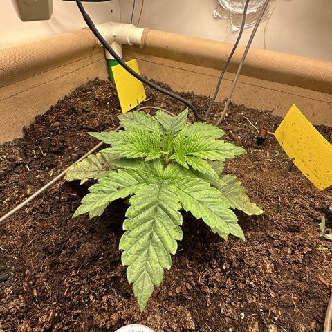 Polar Gelato growlog timeline photo