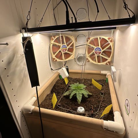 Polar Gelato growlog timeline photo