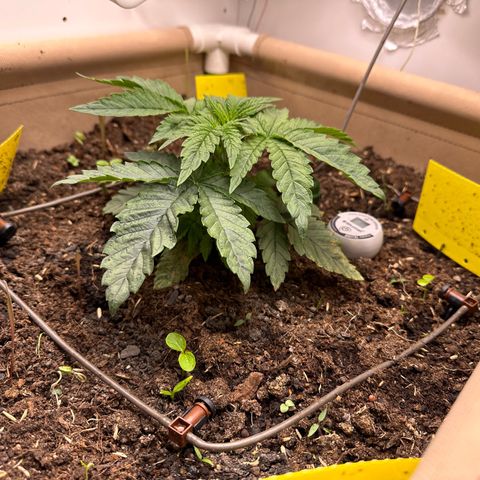 Polar Gelato growlog timeline photo