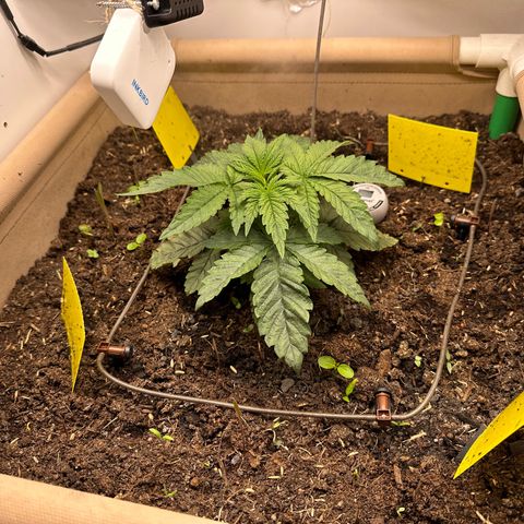 Polar Gelato growlog timeline photo
