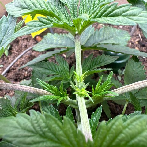 Polar Gelato growlog timeline photo