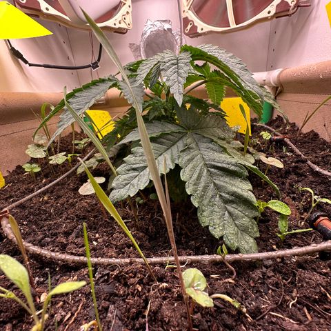 Polar Gelato growlog timeline photo