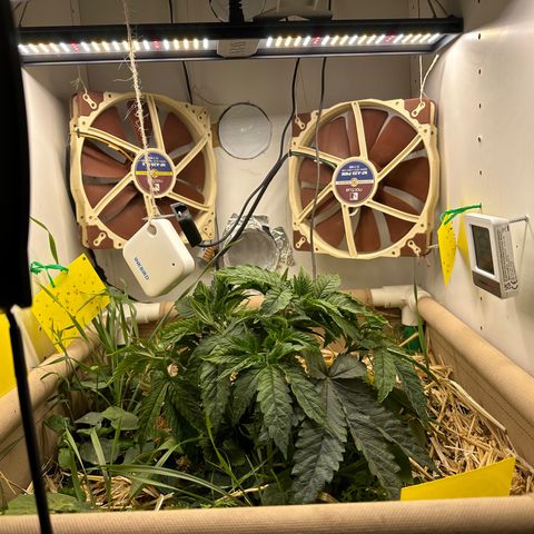 Polar Gelato growlog timeline photo