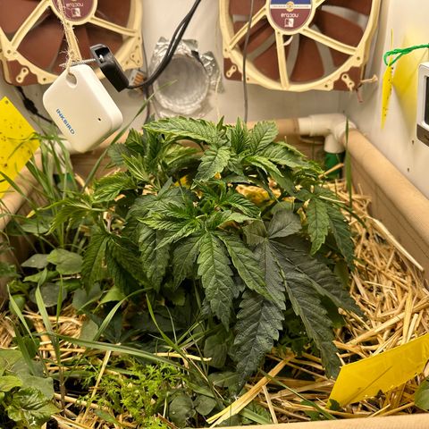 Polar Gelato growlog timeline photo
