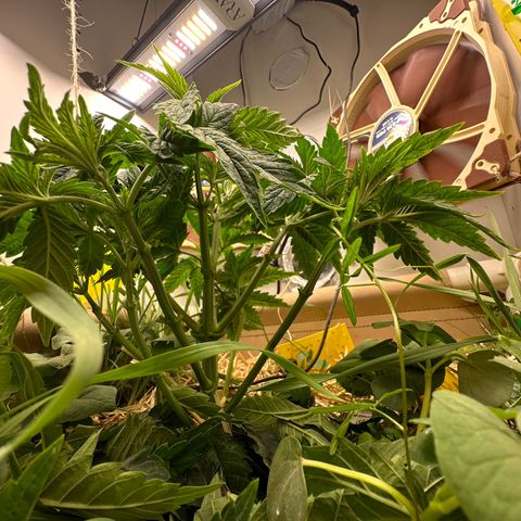 Polar Gelato growlog timeline photo