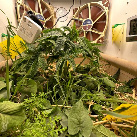Polar Gelato growlog timeline photo