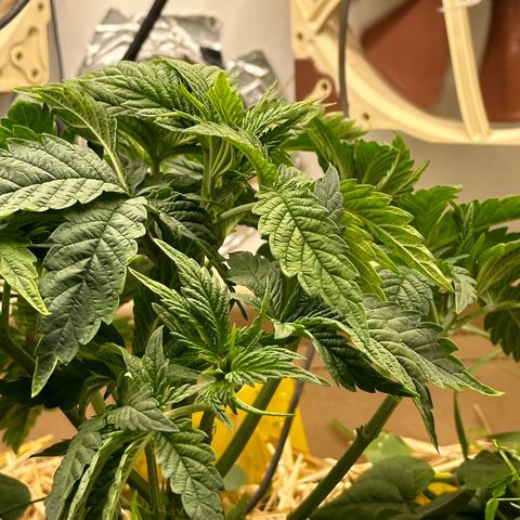 Polar Gelato growlog timeline photo