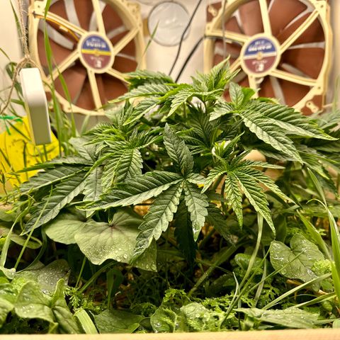 Polar Gelato growlog timeline photo