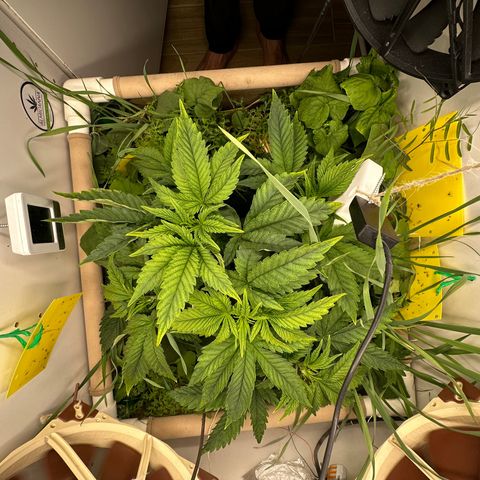 Polar Gelato growlog timeline photo