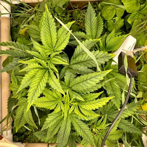 Polar Gelato growlog timeline photo