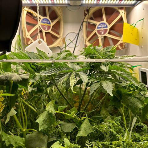 Polar Gelato growlog timeline photo