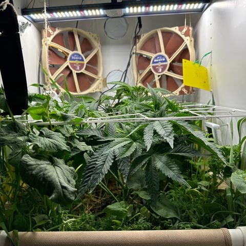 Polar Gelato growlog timeline photo