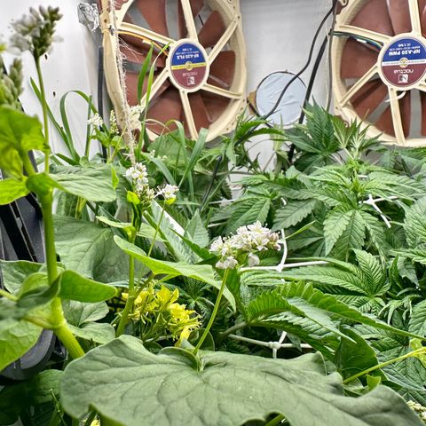 Polar Gelato growlog timeline photo
