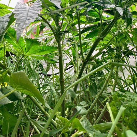 Polar Gelato growlog timeline photo
