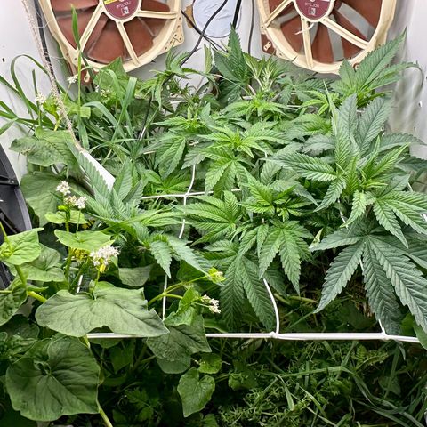 Polar Gelato growlog timeline photo