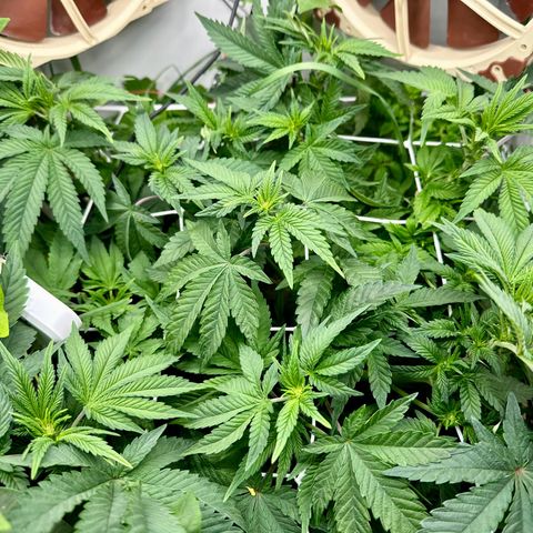 Polar Gelato growlog timeline photo