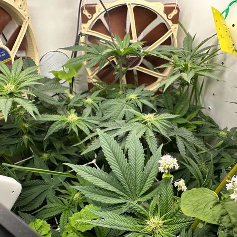 Polar Gelato growlog timeline photo