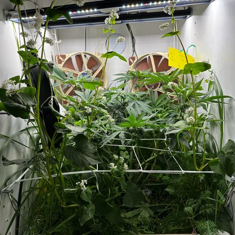Polar Gelato growlog timeline photo