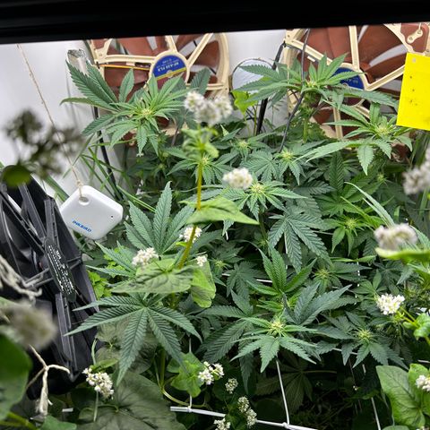 Polar Gelato growlog timeline photo
