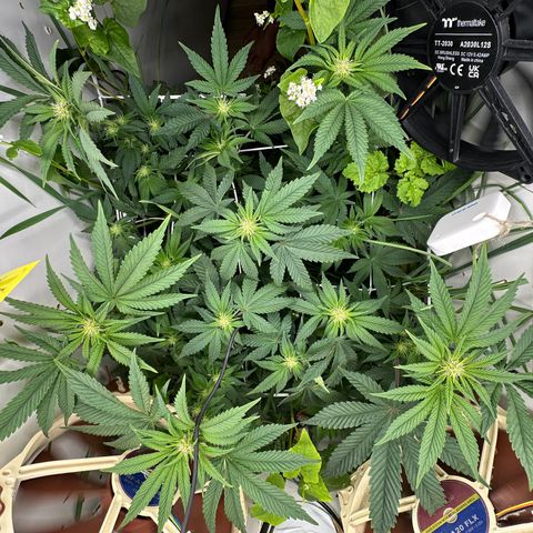 Polar Gelato growlog timeline photo