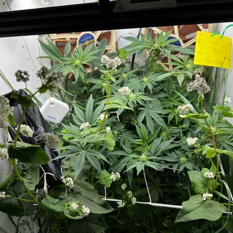 Polar Gelato growlog timeline photo