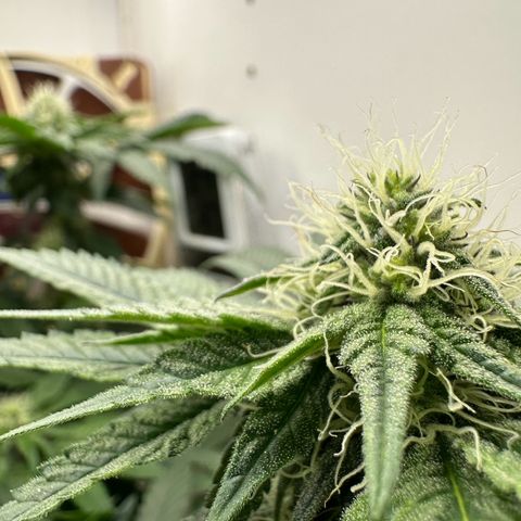 Polar Gelato growlog timeline photo
