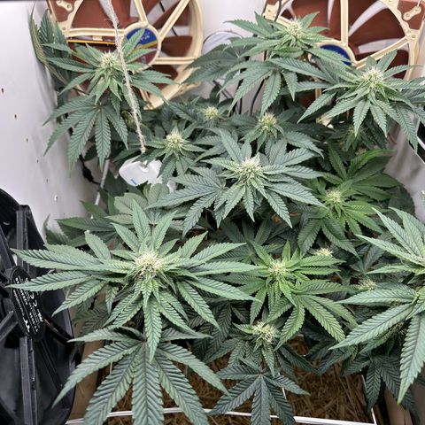 Polar Gelato growlog timeline photo