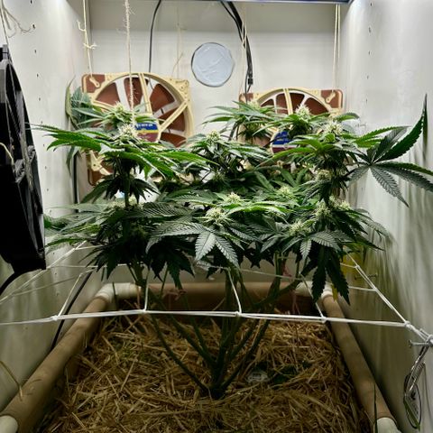 Polar Gelato growlog timeline photo