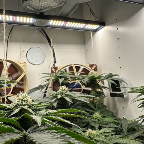 Polar Gelato growlog timeline photo