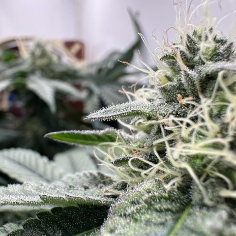 Polar Gelato growlog timeline photo