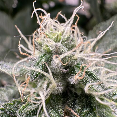 Polar Gelato growlog timeline photo