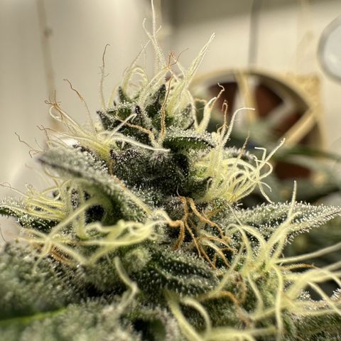 Polar Gelato growlog timeline photo