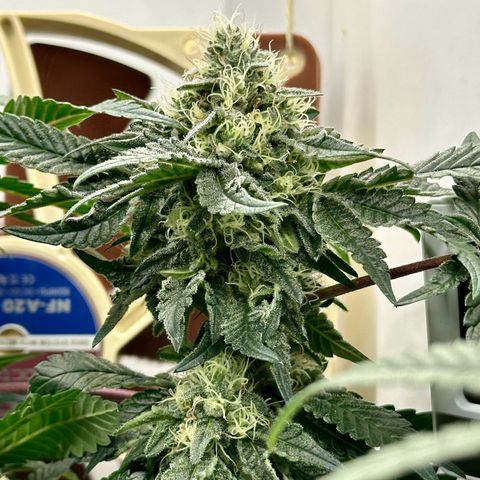 Polar Gelato growlog timeline photo