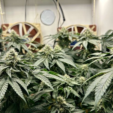 Polar Gelato growlog timeline photo